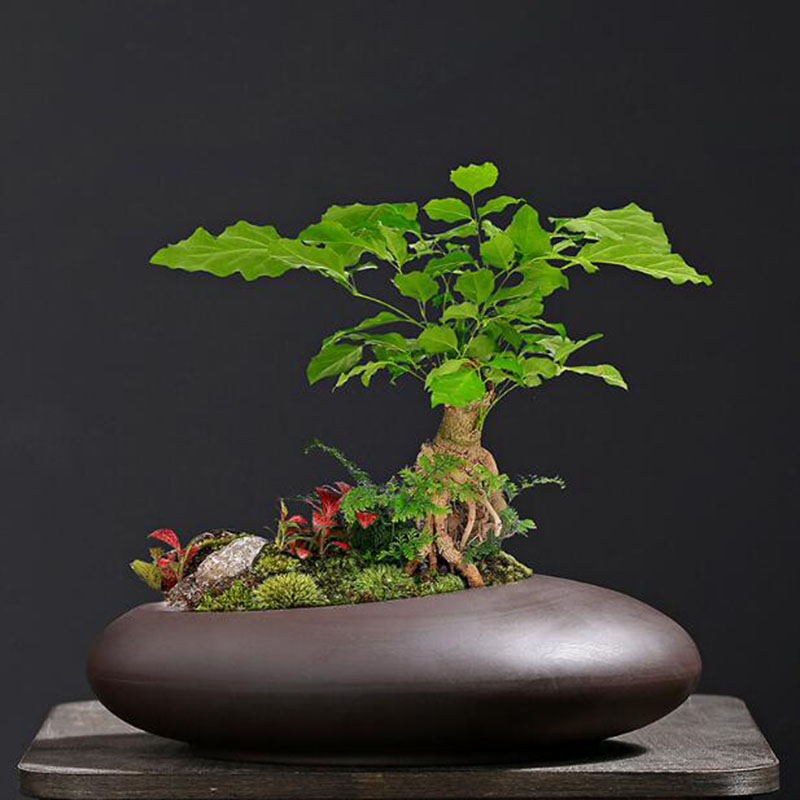 Maceta de Arcilla Morada Retro - Tagine Clay Pot reseña y precio